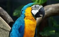 pic for Amazing Parrot 